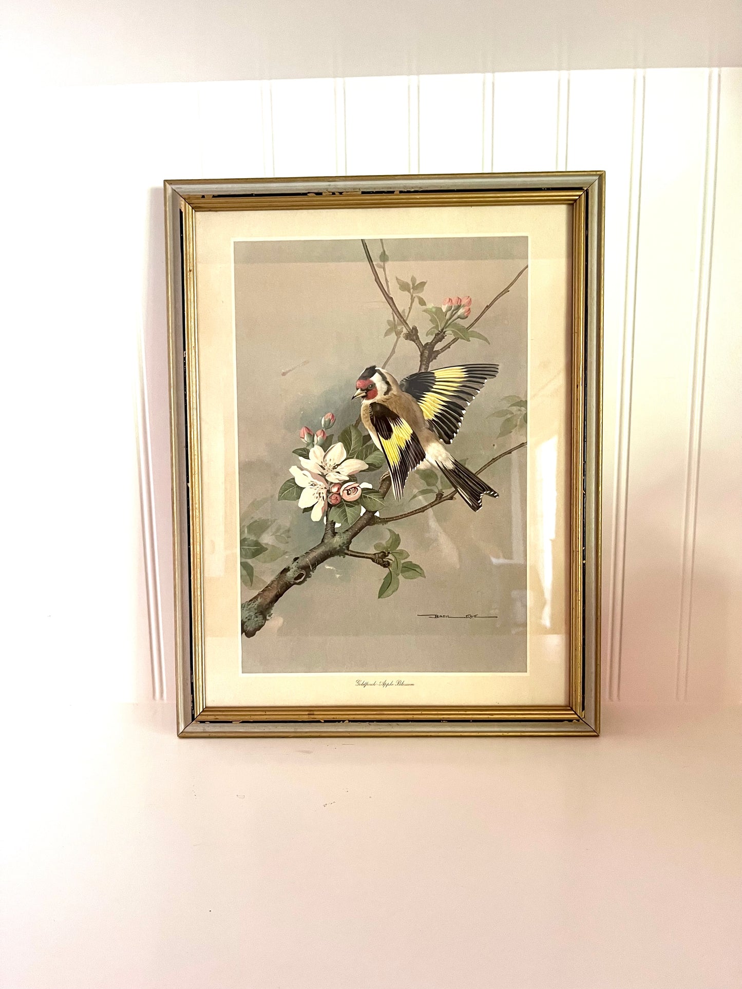 Vintage Goldfinch Apple Blossom Framed Print